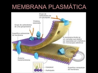 MEMBRANA PLASMÁTICA
 