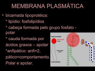 MEMBRANA PLASMÁTICA
• bicamada lipoprotéica:
  * lipídio: fosfolipídios
  * cabeça formada pelo grupo fosfato -
  polar
  * cauda formada por
  ácidos graxos – apolar
  *anfipático: anfi=2,
  pático=comportamento.
  Polar e apolar.
 