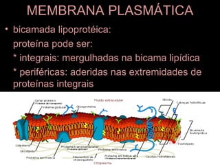 MEMBRANA PLASMÁTICA
• bicamada lipoprotéica:
  proteína pode ser:
  * integrais: mergulhadas na bicama lipídica
  * periféricas: aderidas nas extremidades de
  proteínas integrais
 