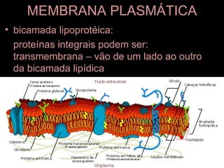 MEMBRANA PLASMÁTICA
• bicamada lipoprotéica:
  proteínas integrais podem ser:
  transmembrana – vão de um lado ao outro
  da bicamada lipídica
 