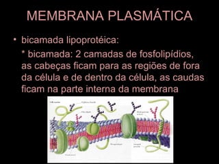 MEMBRANA PLASMÁTICA
• bicamada lipoprotéica:
  * bicamada: 2 camadas de fosfolipídios,
  as cabeças ficam para as regiões de fora
  da célula e de dentro da célula, as caudas
  ficam na parte interna da membrana
 