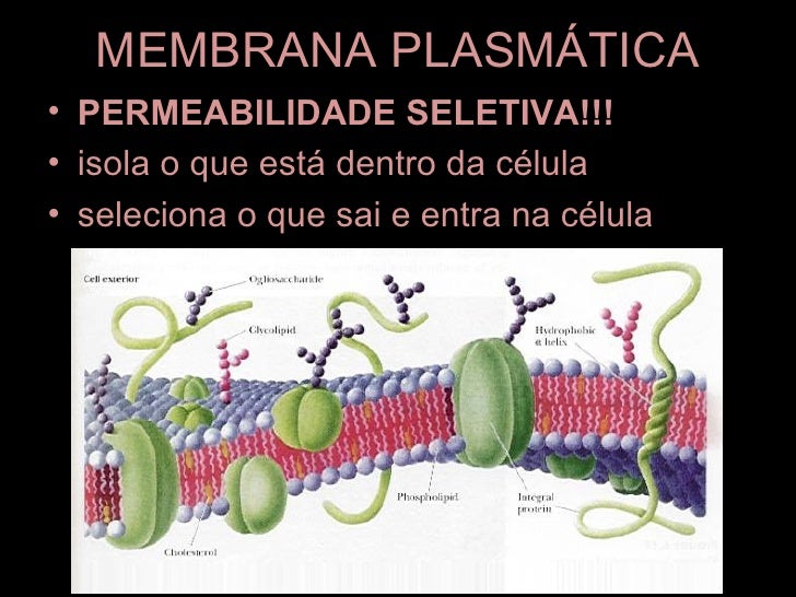 A Membrana Plasmática Caracteriza Se Por Apresentar Uma Permeabilidade Seletiva