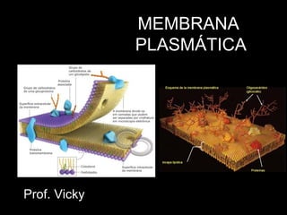 MEMBRANA
              PLASMÁTICA




Prof. Vicky
 