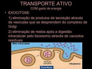 TRANSPORTE ATIVO
               COM gasto de energia
• EXOCITOSE:
  1) eliminação de produtos de secreção através
  de vesículas que se desprendem do complexo de
  Golgi
  2) eliminação de restos após a digestão
  intracelular pelo lisossomo através de vacúolos
  residuais
 