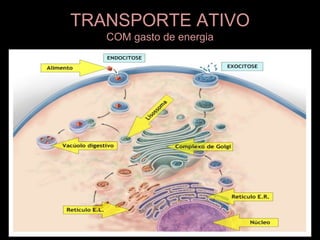 TRANSPORTE ATIVO
   COM gasto de energia
 