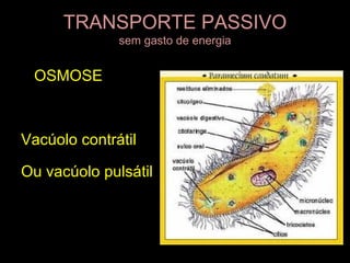 TRANSPORTE PASSIVO
              sem gasto de energia


 OSMOSE



Vacúolo contrátil

Ou vacúolo pulsátil
 