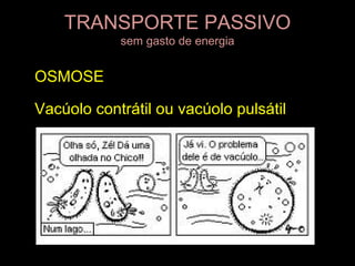 TRANSPORTE PASSIVO
            sem gasto de energia


OSMOSE

Vacúolo contrátil ou vacúolo pulsátil
 