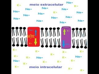 TRANSPORTE ATIVO
   COM gasto de energia
 