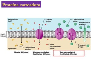 Proteína carreadora
 