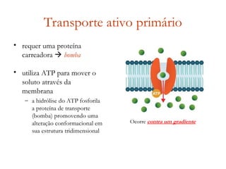 Transporte ativo primário
• requer uma proteína
carreadora  bomba
• utiliza ATP para mover o
soluto através da
membrana
– a hidrólise do ATP fosforila
a proteína de transporte
(bomba) promovendo uma
alteração conformacional em
sua estrutura tridimensional
Ocorre contra um gradiente
 