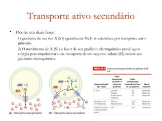 Transporte ativo secundário
• Ocorre em duas fases:
1) gradiente de um íon X (S1) (geralmente Na1) se estabelece por transporte ativo
primário.
2) O movimento de X (S1) a favor de seu gradiente eletroquímico provê agora
energia para impulsionar o co-transporte de um segundo soluto (S2) contra seu
gradiente eletroquímico.
 