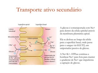 Transporte ativo secundário
A glicose é cotransportada com Na+
para dentro da célula epitelial através
da membrana plasmática apical.
Ela se desloca ao longo da célula
para a superfície basal, onde passa
para o sangue via GLUT2, um
uniportador passivo de glicose.
A Na+K+-ATPase continua a
bombear Na+ para fora para manter
o gradiente de Na+ que impulsiona
a captação de glicose.
 