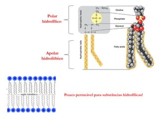 Polar
hidrofílico
Apolar
hidrofóbico
Pouco permeável para substâncias hidrofílicas!
 