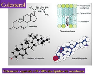 Colesterol - equivale a 10 - 20% dos lipídios de membrana
Colesterol - equivale a 10 - 20% dos lipídios de membrana
Colesterol
 