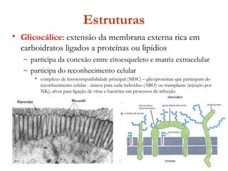 Estruturas
• Glicocálice: extensão da membrana externa rica em
carboidratos ligados a proteínas ou lipídios
– participa da conexão entre citoesqueleto e matriz extracelular
– participa do reconhecimento celular
• complexo de histocompatibilidade principal (MHC) – glicoproteínas que participam do
reconhecimento celular - únicos para cada indivíduo (ABO) ou transplante (rejeição por
NK); alvos para ligação de vírus e bactérias em processos de infecção
 