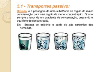5.1 - Transportes passivo:
Difusão: é a passagem de uma substância da região de maior
concentração para uma região de menor concentração. Ocorre
sempre a favor de um gradiente de concentração, buscando o
equilíbrio de concentração.
Ex: Entrada de oxigênio e saída de gás carbônico das
hemácias.
 