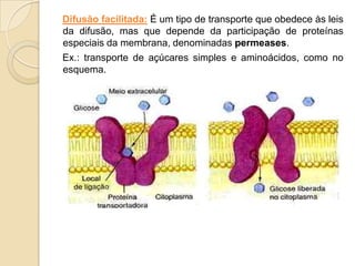 Difusão facilitada: É um tipo de transporte que obedece às leis
da difusão, mas que depende da participação de proteínas
especiais da membrana, denominadas permeases.
Ex.: transporte de açúcares simples e aminoácidos, como no
esquema.
 