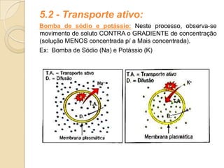 5.2 - Transporte ativo:
Bomba de sódio e potássio: Neste processo, observa-se
movimento de soluto CONTRA o GRADIENTE de concentração
(solução MENOS concentrada p/ a Mais concentrada).
Ex: Bomba de Sódio (Na) e Potássio (K)
 