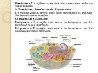 Citoplasma – É a região compreendida entre a membrana celular e o
núcleo da célula.
1- Hialoplasma, citosol ou matriz citoplasmática:
È o material viscoso, amorfo, onde ficam mergulhados os orgânulos
citoplasmáticos e as inclusões.
1.1-Regiões do hialoplasma:
Endoplasma - É a região mais interna do hialoplasma que fica
próxima ao núcleo (plasmasol).
Ectoplasma – É a região mais externa do hialoplasma que fica
próximo a membrana plasmática.
 