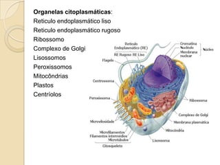 Organelas citoplasmáticas:
Reticulo endoplasmático liso
Reticulo endoplasmático rugoso
Ribossomo
Complexo de Golgi
Lisossomos
Peroxissomos
Mitocôndrias
Plastos
Centríolos
 