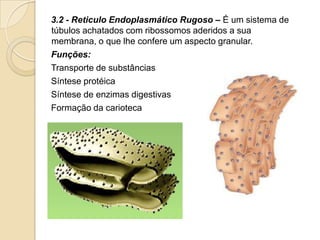 3.2 - Reticulo Endoplasmático Rugoso – É um sistema de
túbulos achatados com ribossomos aderidos a sua
membrana, o que lhe confere um aspecto granular.
Funções:
Transporte de substâncias
Síntese protéica
Síntese de enzimas digestivas
Formação da carioteca
 