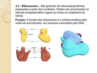 3.3 - Ribossomos – São grânulos de ribonucleoproteínas
produzidos a partir dos nucléolos. Podem ser encontrados no
retículo endoplasmático rugoso ou livres no citoplasma da
célula.
Função: A função dos ribossomos é a síntese protéica pela
união de aminoácidos, em processo controlado pelo DNA.
 
