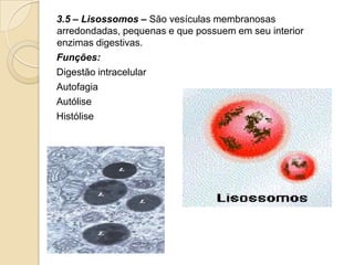 3.5 – Lisossomos – São vesículas membranosas
arredondadas, pequenas e que possuem em seu interior
enzimas digestivas.
Funções:
Digestão intracelular
Autofagia
Autólise
Histólise
 