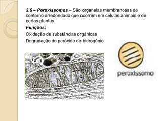 3.6 – Peroxissomos – São organelas membranosas de
contorno arredondado que ocorrem em células animais e de
certas plantas.
Funções:
Oxidação de substâncias orgânicas
Degradação do peróxido de hidrogênio
 