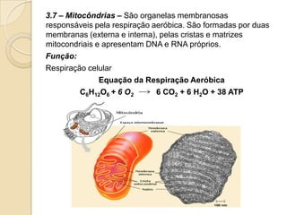 3.7 – Mitocôndrias – São organelas membranosas
responsáveis pela respiração aeróbica. São formadas por duas
membranas (externa e interna), pelas cristas e matrizes
mitocondriais e apresentam DNA e RNA próprios.
Função:
Respiração celular
Equação da Respiração Aeróbica
C6H12O6 + 6 O2 6 CO2 + 6 H2O + 38 ATP
 