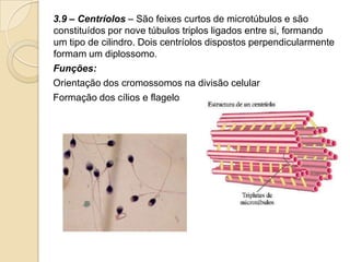 3.9 – Centríolos – São feixes curtos de microtúbulos e são
constituídos por nove túbulos triplos ligados entre si, formando
um tipo de cilindro. Dois centríolos dispostos perpendicularmente
formam um diplossomo.
Funções:
Orientação dos cromossomos na divisão celular
Formação dos cílios e flagelo
 