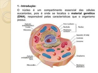 1 - Introdução:
O núcleo é um compartimento essencial das células
eucariontes, pois é onde se localiza o material genético
(DNA), responsável pelas características que o organismo
possui.
 