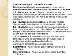 2 - Componentes do núcleo interfásico:
No núcleo interfásico temos os seguintes componentes:
membrana nuclear, nucleoplasma, nucléolos e cromatina.
2.1 - Membrana nuclear: Separa o material nuclear do
citoplasma. É formada por duas membranas lipoprotéicas, com
organização estrutural semelhante às demais membranas
celulares.
2.2 – Nucleoplasma ou cariolinfa: É o liquido nuclear
viscoso, onde ficam imersos os componentes nucleares.
2.3 – Nucléolo: É um corpúsculo denso, não delimitado por
membrana, mergulhado no nucleoplasma. É uma estrutura
sempre presente nas células eucarióticas, podendo haver mais
de um nucléolo por núcleo interfásico.
2.4 – Cromatina: É um conjunto de fios, cada um deles
formado por uma longa molécula de DNA associadas à
molécula de proteínas chamadas histonas.
A cromatina apresenta-se sob duas formas:
Eucromatina – Apresenta-se descondensada durante a
interfase.
Heterocromatina – Apresenta-se condensada durante a
interfase.
 