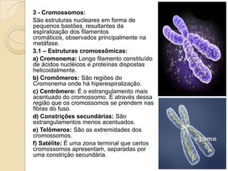 3 - Cromossomos:
São estruturas nucleares em forma de
pequenos bastões, resultantes da
espiralização dos filamentos
cromáticos, observados principalmente na
metáfase.
3.1 – Estruturas cromossômicas:
a) Cromonema: Longo filamento constituído
de ácidos nucléicos e proteínas dispostas
helicoidalmente.
b) Cromômeros: São regiões do
Cromonema onde há hiperespiralização.
c) Centrômero: É o estrangulamento mais
acentuado do cromossomo. É através dessa
região que os cromossomos se prendem nas
fibras do fuso.
d) Constrições secundárias: São
estrangulamentos menos acentuados.
e) Telômeros: São as extremidades dos
cromossomos.
f) Satélite: É uma zona terminal que certos
cromossomos apresentam, separadas por
uma constrição secundária.
 