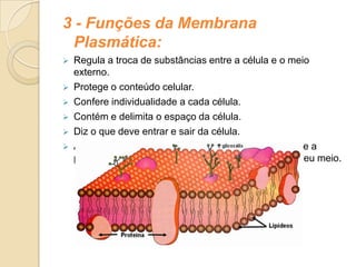 3 - Funções da Membrana
Plasmática:
 Regula a troca de substâncias entre a célula e o meio
externo.
 Protege o conteúdo celular.
 Confere individualidade a cada célula.
 Contém e delimita o espaço da célula.
 Diz o que deve entrar e sair da célula.
 Apresenta permeabilidade seletiva, ou seja, permite a
passagem de certas substâncias entre a célula e o seu meio.
 