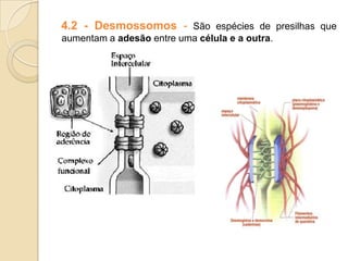 4.2 - Desmossomos - São espécies de presilhas que
aumentam a adesão entre uma célula e a outra.
 