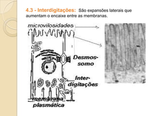 4.3 - Interdigitações: São expansões laterais que
aumentam o encaixe entre as membranas.
 
