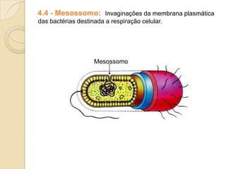 4.4 - Mesossomo: Invaginações da membrana plasmática
das bactérias destinada a respiração celular.
Mesossomo
 