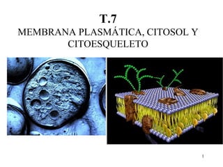 1
T.7
MEMBRANA PLASMÁTICA, CITOSOL Y
CITOESQUELETO
 