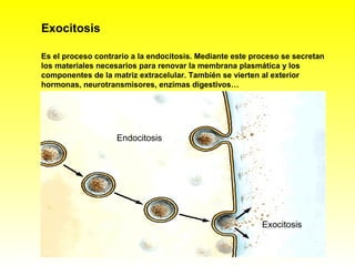 Exocitosis

Es el proceso contrario a la endocitosis. Mediante este proceso se secretan
los materiales necesarios para renovar la membrana plasmática y los
componentes de la matriz extracelular. También se vierten al exterior
hormonas, neurotransmisores, enzimas digestivos…




                   Endocitosis




                                                          Exocitosis
 