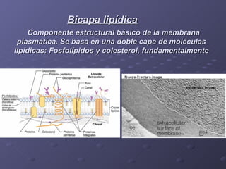 Bicapa lipídica
     Componente estructural básico de la membrana
 plasmática. Se basa en una doble capa de moléculas
lipídicas: Fosfolípidos y colesterol, fundamentalmente
 