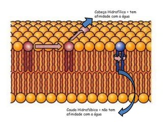 Cabeça Hidrofílica = tem
afinidade com a água
Cauda Hidrofóbica = não tem
afinidade com a água
 