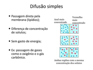 Difusão simples
 Passagem direta pela
membrana (lipídios);
 Diferença de concentração
de solutos;
 Sem gasto de energia;
 Ex: passagem de gases
como o oxigênio e o gás
carbônico.
Vermelho
mais
concentrado
Azul mais
concentrado
Ambas regiões com a mesma
concentração dos solutos
 