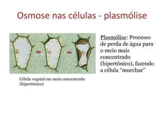 Osmose nas células - plasmólise
Célula vegetal em meio concentrado
(hipertônico)
Plasmólise: Processo
de perda de água para
o meio mais
concentrado
(hipertônico), fazendo
a célula “murchar”
 