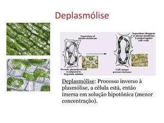 Deplasmólise
Deplasmólise: Processo inverso à
plasmólise, a célula está, então
imersa em solução hipotônica (menor
concentração).
 