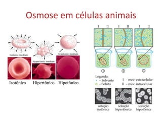 Osmose em células animais
Isotônico Hipertônico Hipotônico
 
