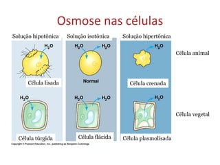 Osmose nas células
Célula animal
Célula vegetal
Solução hipotônica Solução isotônica Solução hipertônica
Célula túrgida
Célula lisada
Célula flácida Célula plasmolisada
Célula crenada
 