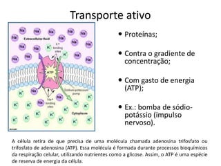 Transporte ativo
 Proteínas;
 Contra o gradiente de
concentração;
 Com gasto de energia
(ATP);
 Ex.: bomba de sódio-
potássio (impulso
nervoso).
A célula retira de que precisa de uma molécula chamada adenosina trifosfato ou
trifosfato de adenosina (ATP). Essa molécula é formada durante processos bioquímicos
da respiração celular, utilizando nutrientes como a glicose. Assim, o ATP é uma espécie
de reserva de energia da célula.
 