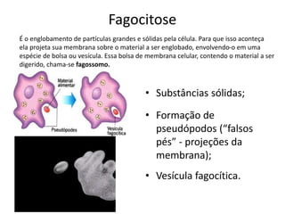 Fagocitose
• Substâncias sólidas;
• Formação de
pseudópodos (“falsos
pés” - projeções da
membrana);
• Vesícula fagocítica.
É o englobamento de partículas grandes e sólidas pela célula. Para que isso aconteça
ela projeta sua membrana sobre o material a ser englobado, envolvendo-o em uma
espécie de bolsa ou vesícula. Essa bolsa de membrana celular, contendo o material a ser
digerido, chama-se fagossomo.
 