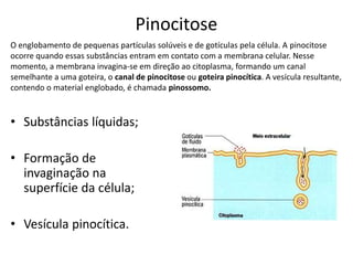 Pinocitose
• Substâncias líquidas;
• Formação de
invaginação na
superfície da célula;
• Vesícula pinocítica.
O englobamento de pequenas partículas solúveis e de gotículas pela célula. A pinocitose
ocorre quando essas substâncias entram em contato com a membrana celular. Nesse
momento, a membrana invagina-se em direção ao citoplasma, formando um canal
semelhante a uma goteira, o canal de pinocitose ou goteira pinocítica. A vesícula resultante,
contendo o material englobado, é chamada pinossomo.
 