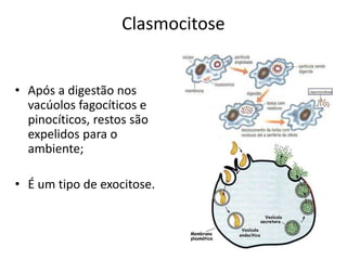 Clasmocitose
• Após a digestão nos
vacúolos fagocíticos e
pinocíticos, restos são
expelidos para o
ambiente;
• É um tipo de exocitose.
 